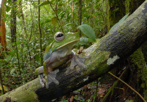 Descobertas 200 novas espécies de animais na Papu