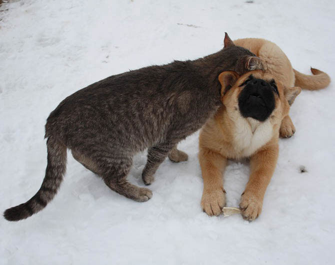 amizade cão gato animais amigos inseparáveis ucrânia frio
