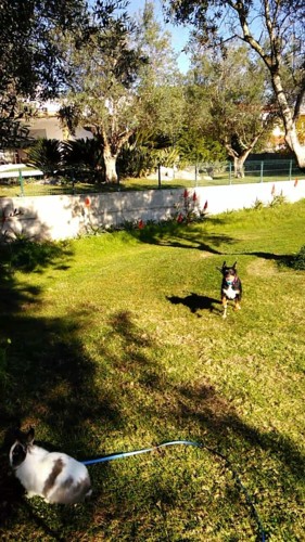 Vive o presente_Maggie e Fluffy.jpg