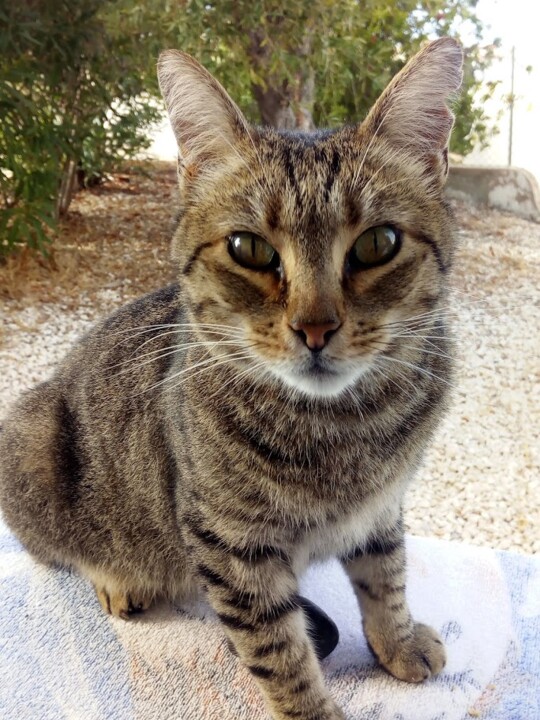 Não me canso disto_gato4.jpg