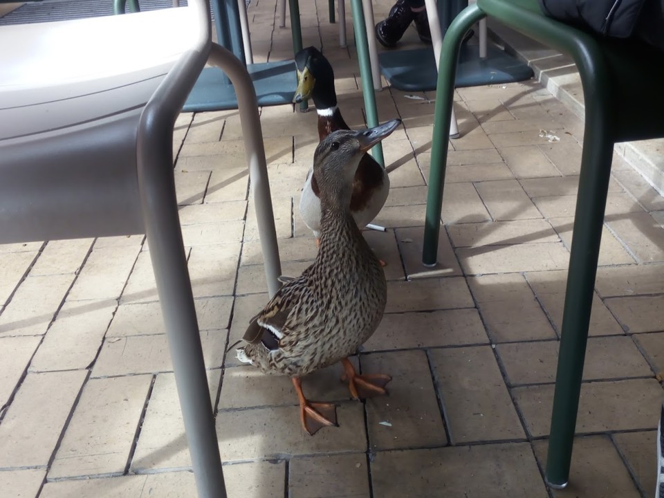 NãoMeCansoDisto_patos.jpg