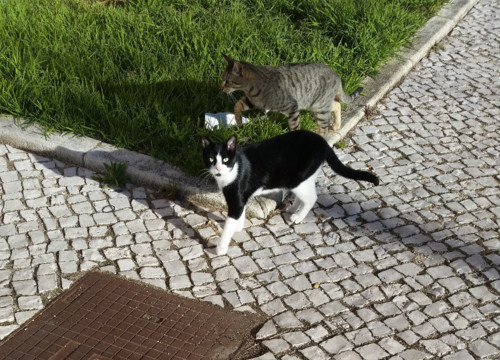 gatinhosderua.jpg gatinhosderua.jpg