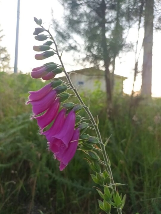 Não me canso disto flores1.jpg