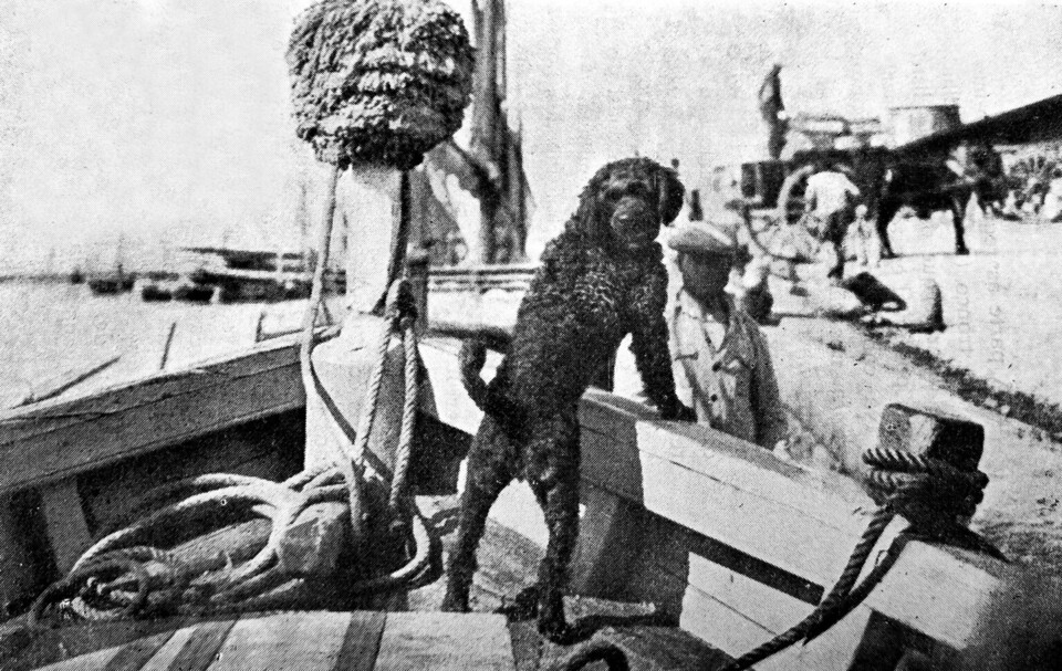 cao de agua em embarcacao de pesca.webp