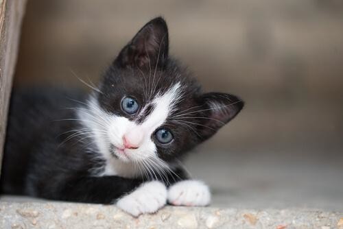 como-pensam-os-gatos.jpg como-pensam-os-gatos.jpg