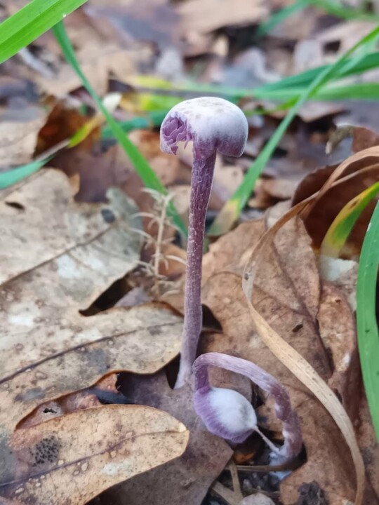 Não me canso disto Cogumelo 6.jpg