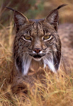 lince-ibérico.jpg