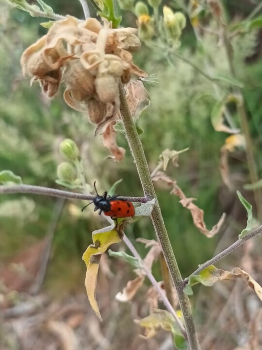 Não me canso disto flores4.jpg