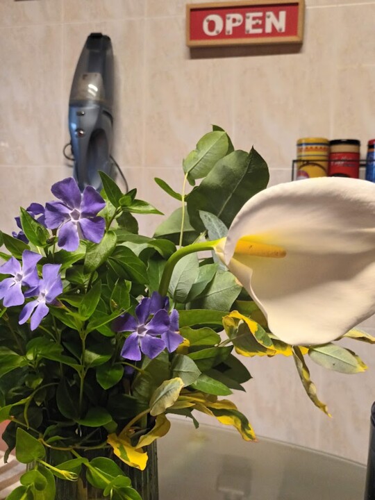 Não me canso disto flores1.jpg