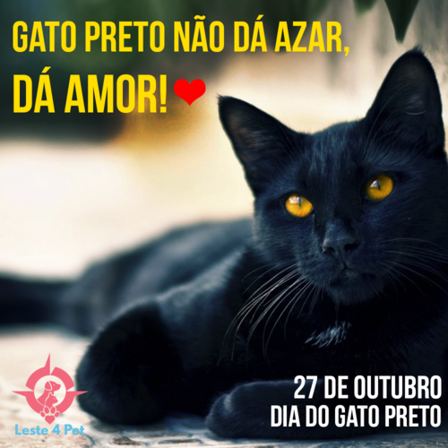 gato-preto[1].png