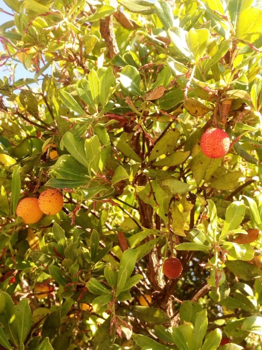 NãoMeCansoDisto_Carvoeiro7.jpg
