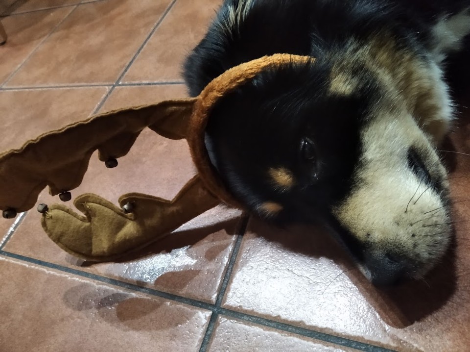 não_me_canso_disto_eevee2.jpg