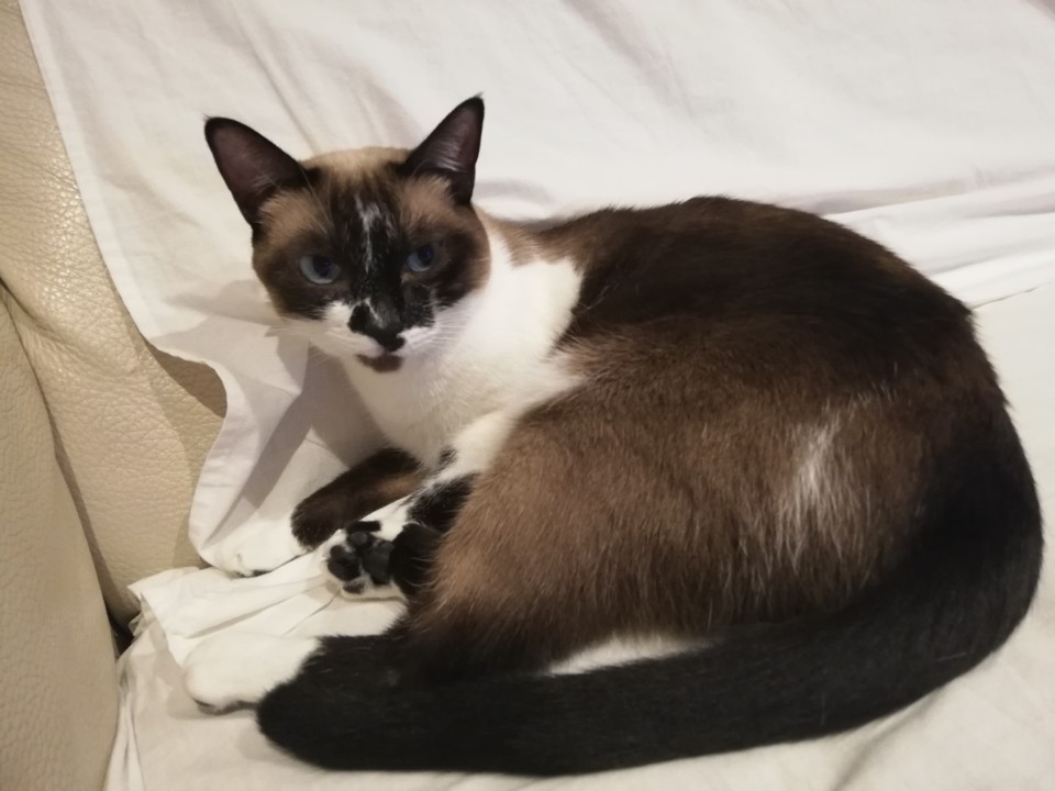 gatinha.jpg gatinha.jpg