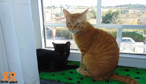 partilharvista.jpg partilharvista.jpg