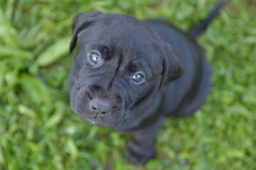 ComCachorros-4.jpg
