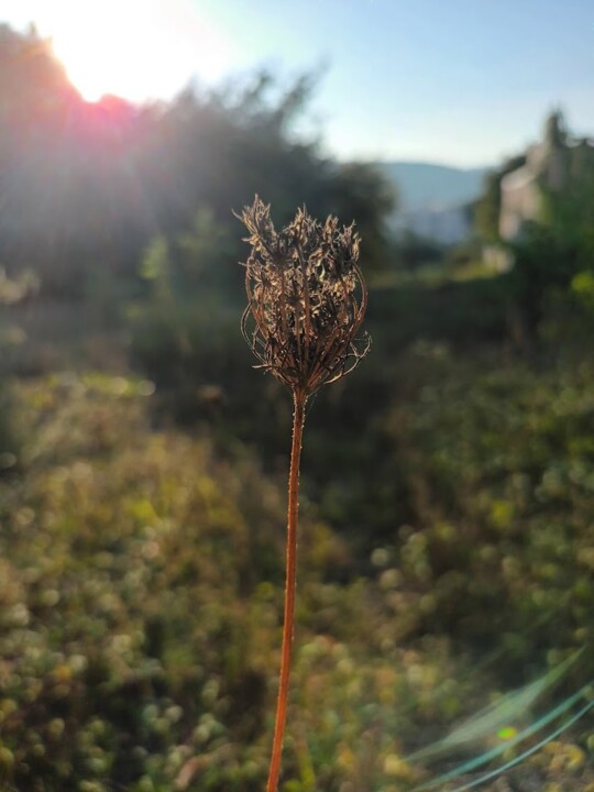 Não me canso disto outono2.jpg