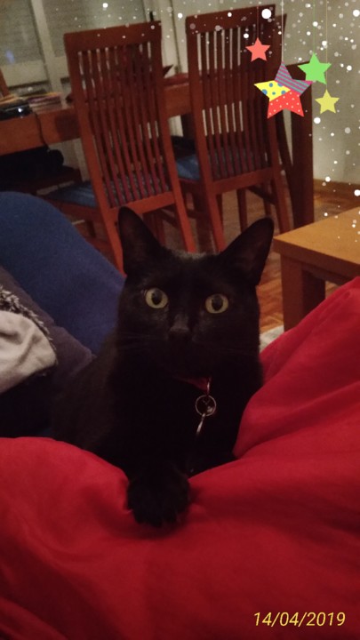 FÉNIX.jpg FÉNIX.jpg