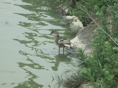 33123362_1652199848228647_5075817132374097920_n.jp