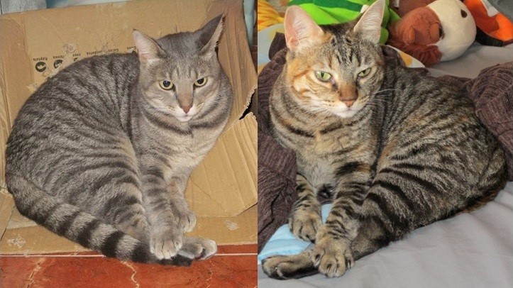 thumbnail_Gatos gordos x gatos magros.jpg thumbnail_Gatos gordos x gatos magros.jpg