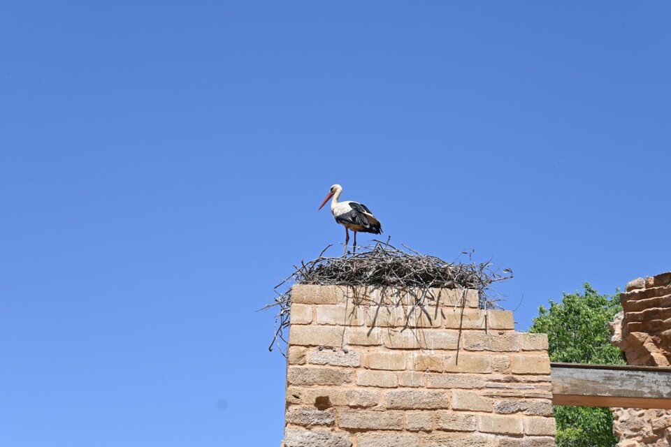 Não me canso disto pássaro6.JPG