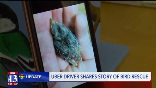 HD Pássaro bebé apanha boleia de uber sozinho.jp