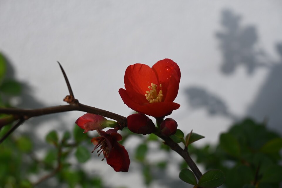 Não me canso disto flores2.JPG