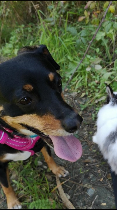 São as nossas caminhadas_Maggie Fluffy.jpg