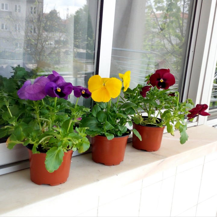 20200426_080100.jpg