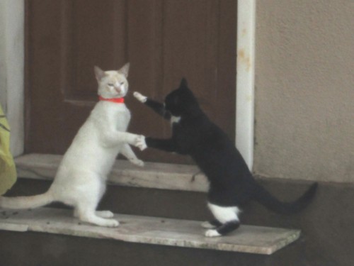 IMG_5229.JPG IMG_5229.JPG