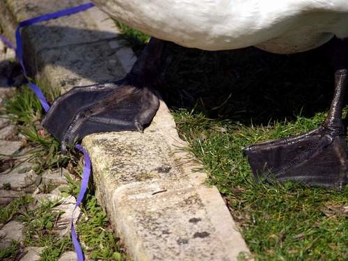 cisne8.jpg