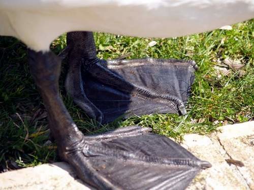cisne6.jpg