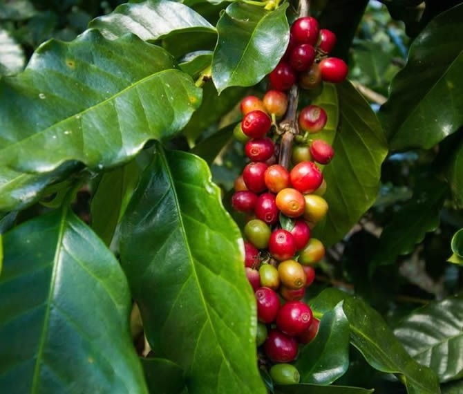 g_arabic-coffee.jpg g_arabic-coffee.jpg