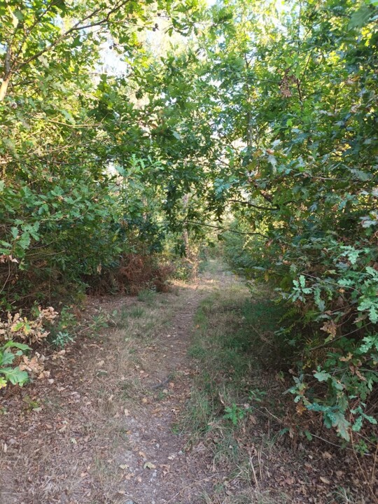 Não me canso disto pinhal6.jpg