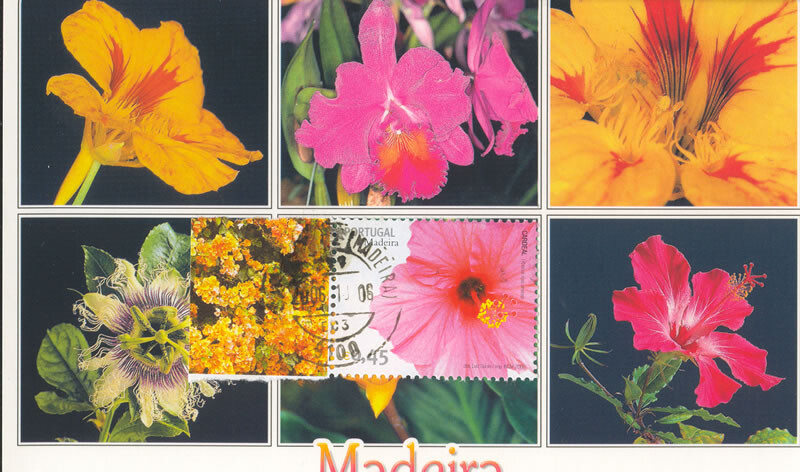 pm_madeira_stacruz_20061006_flores.jpg