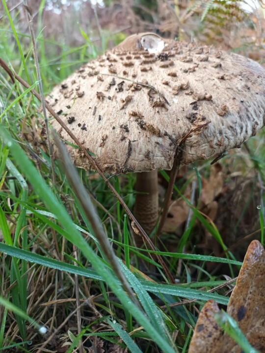 Não me canso disto cogumelos1.jpg