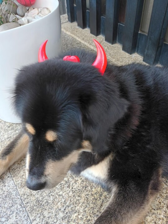 Não_me_canso_disto_halloween9.jpg