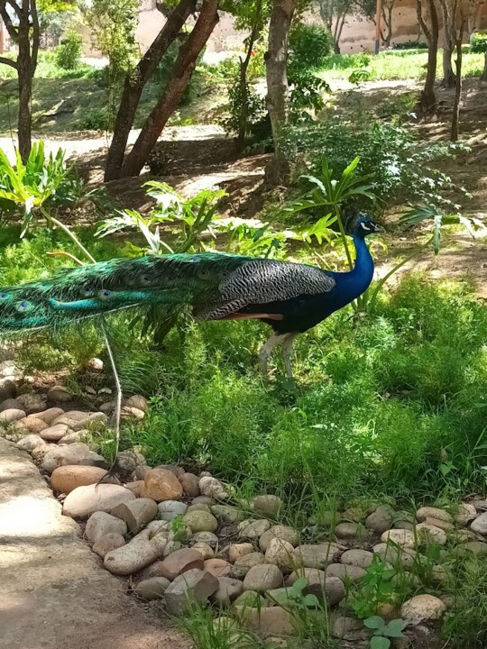 Não me canso disto pássaro7.jpg