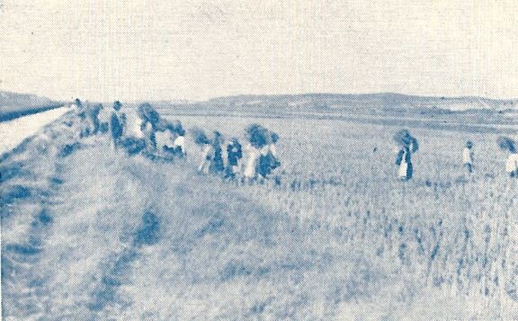 ceifando o arroz.JPG