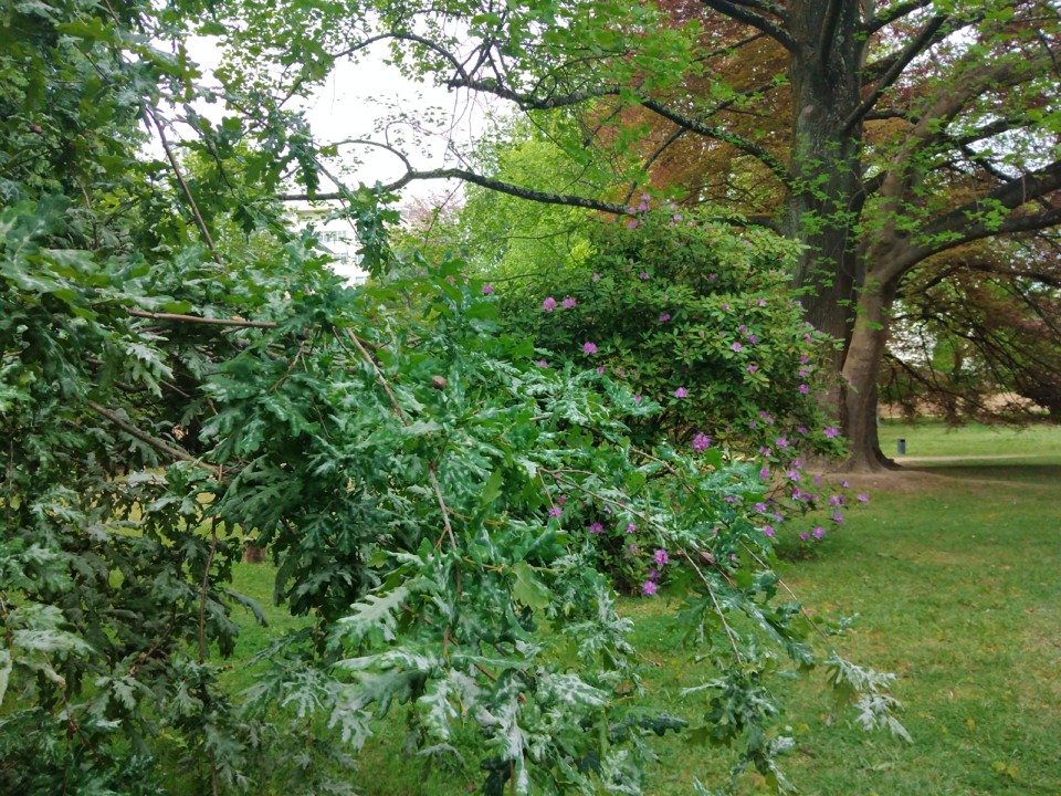 IMG_20210418_171308.jpg