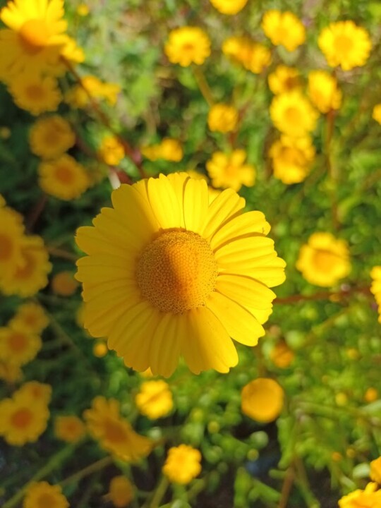 Não me canso disto_primavera2.jpg