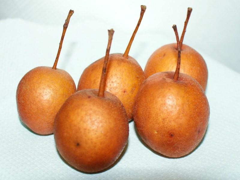 pericosvalença.jpg pericosvalença.jpg