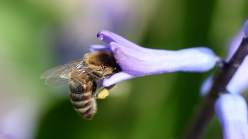 insecto_blog.jpg