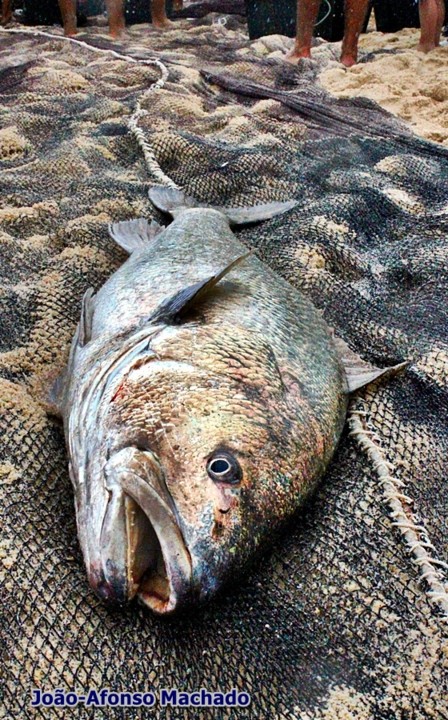 CORVINA.JPG