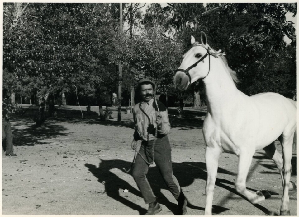 treinador de cavalos (2).jpg