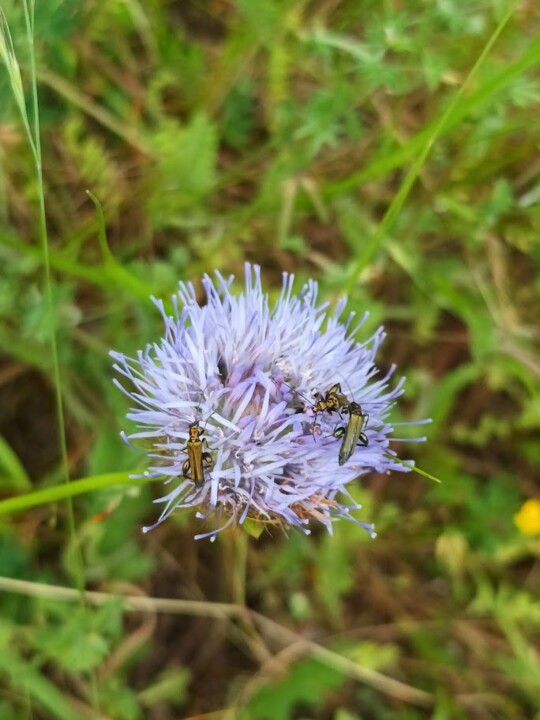 Não me canso disto_Flor1a.jpg