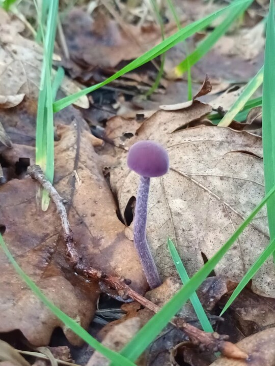 Não me canso disto Cogumelo 5.jpg