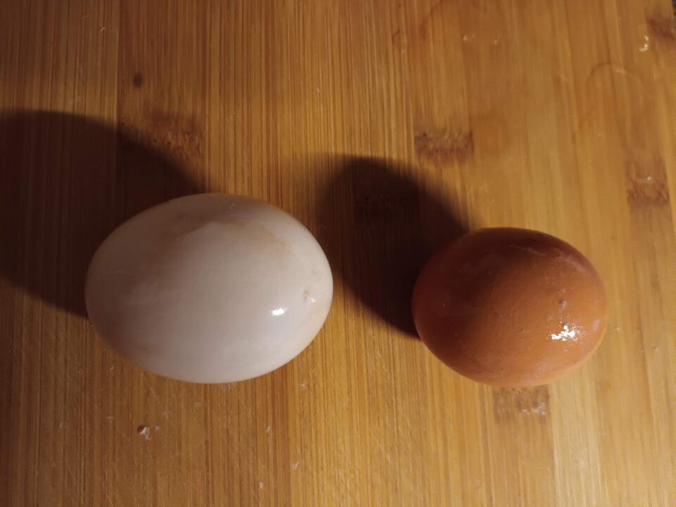 Não_me_canso_Disto_OVOS9.jpg