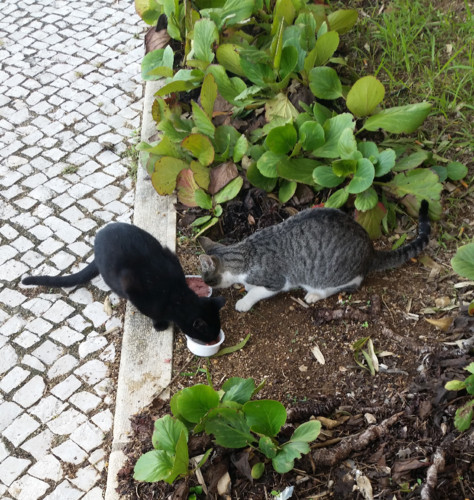 alonne.jpg alonne.jpg