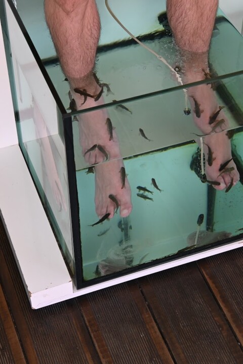 Não me canso disto peixes 2.JPG