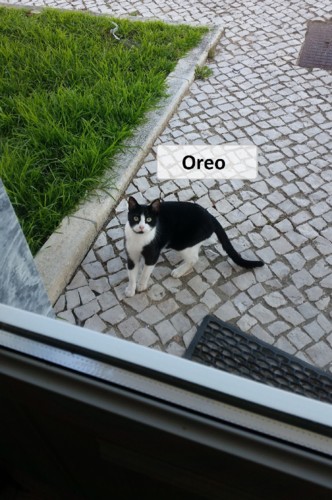oreoribatejano.jpg oreoribatejano.jpg